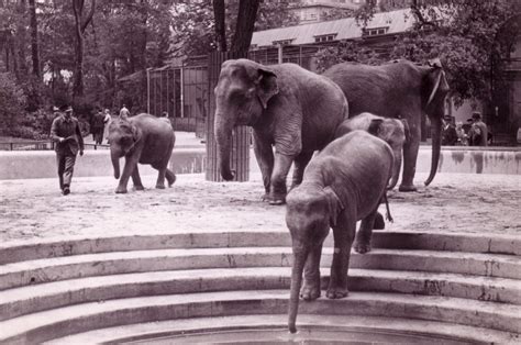 Der Neue Zoo Frankfurt: Thảo Mộc Học Trẻ Em Và Những Chú Vật Hoàn Toàn Không Phải Là Người