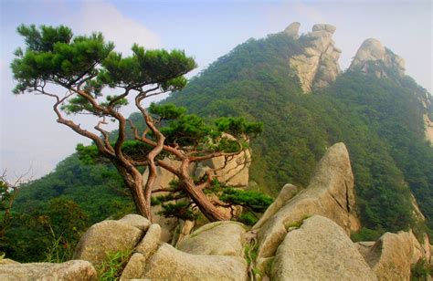 Mangyeongdae Palace: Nơi Chứa Trọn Lịch Sử và Phong Cảnh ngoạn mục!