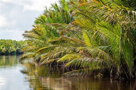 Vườn Quốc Gia Tanjung Puting: Chốn Thiên Đường Đa Dạng Sinh Học và Cuộc Phiêu Lưu Trên Sông