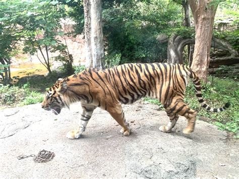  Ueno Zoo - Trải nghiệm Thiên Nhiên hoang dã và Khám Phá Về Lịch Sử